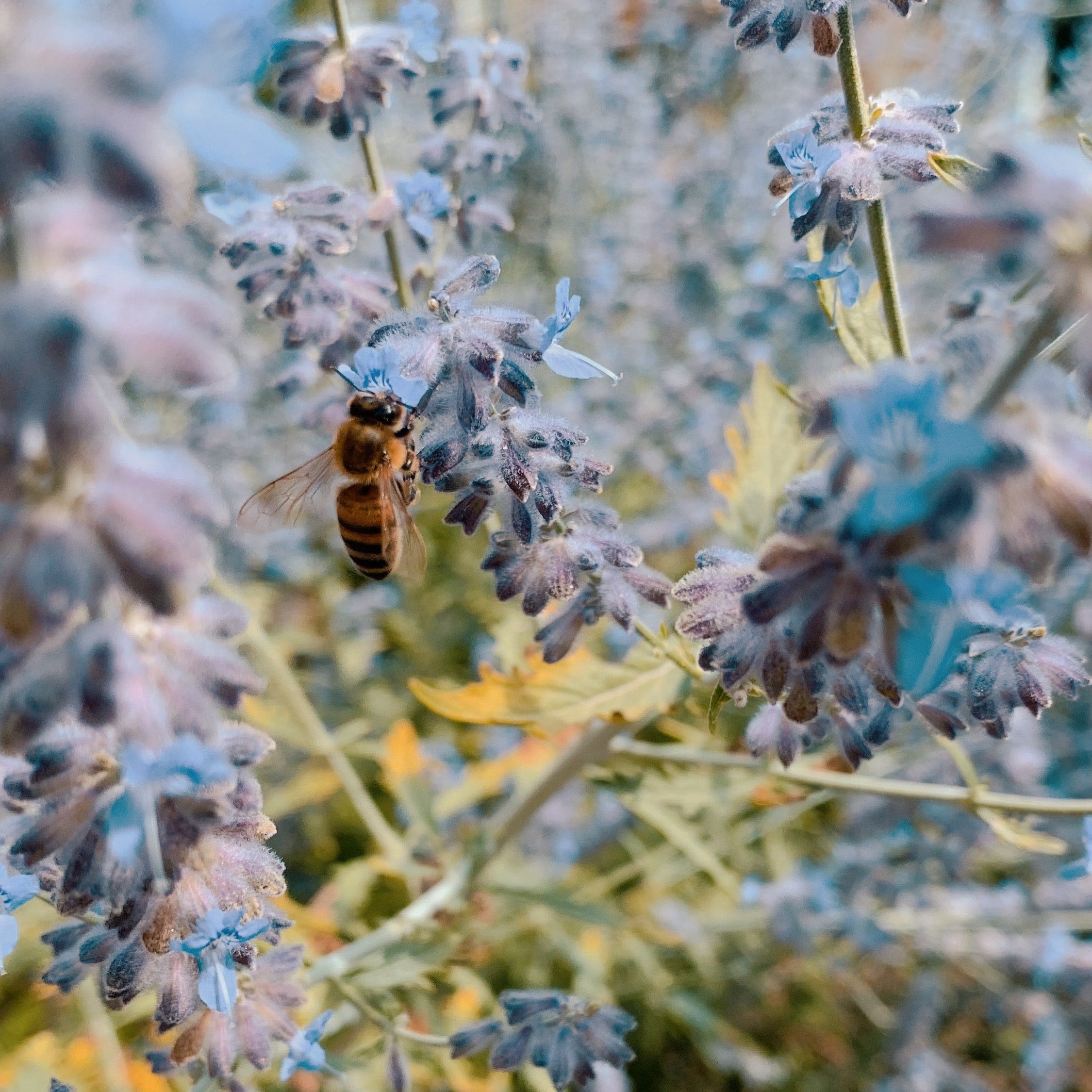 Tipps für einen umwelt-, insekten- und bienenfreundlicheren Alltag